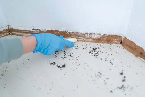 Best Residential Pest Control  in Desert Hot Springs, CA